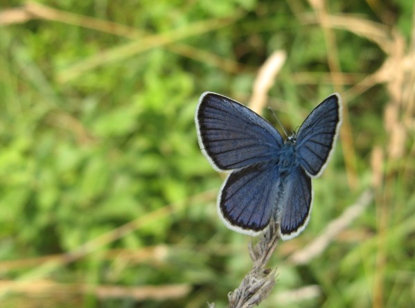 Lepidoptera dei Colli Euganei 1